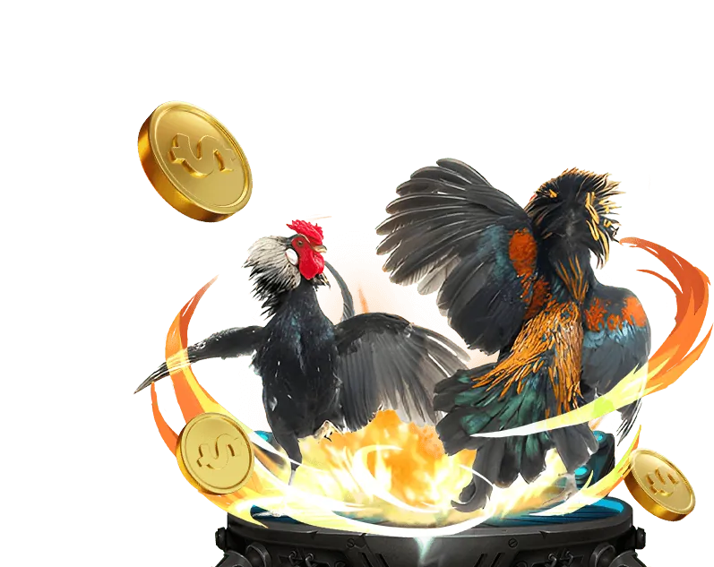 Quan sát trực tiếp đá gà để đưa ra quyết định